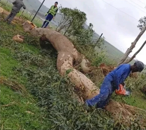 Felled tree being cut on a slope